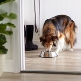 Stainless Steel Dog Bowl