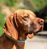 Dog Flea and Tick Prevention Collar