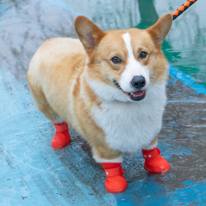 Waterproof Shoes for Dogs – Ekartpet